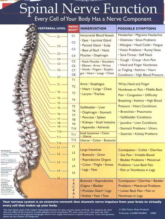 Nervous System - Life Chiropractic Centre