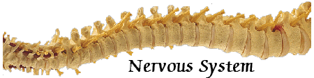 Nervous System