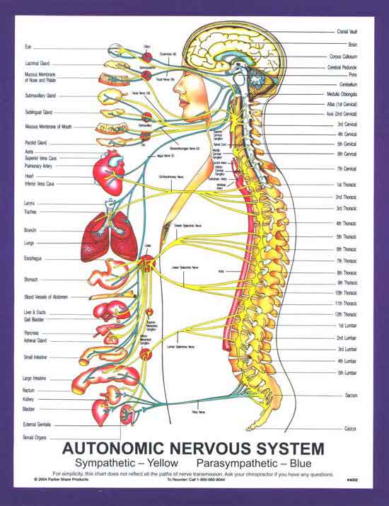 autonomic-nervoussystem1