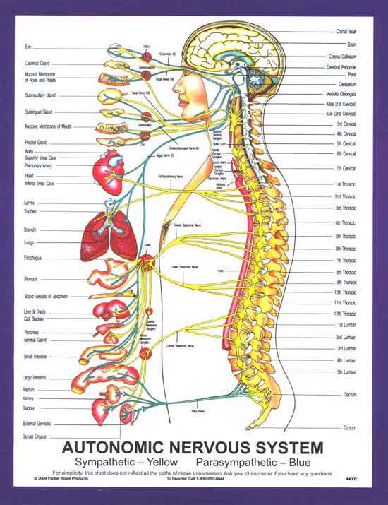 Nervous System - Life Chiropractic Centre